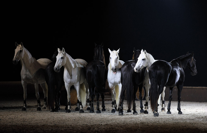 Alexander Zabegin «La magia dei cavalli»